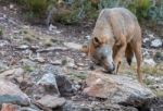 The Iberian Wolf Stock Photo