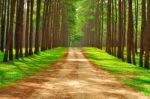 Pine Forest National Park Stock Photo