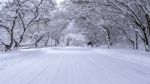 Road And Tree Covered By Snow In Winter Stock Photo