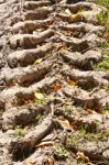 Tire Track Of Tractor On Muddy Road Stock Photo