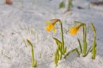 Daffodil Blooming Through The Snow Stock Photo