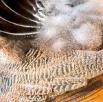 Male Green Peacock Feathers Stock Photo