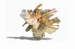 Lionfish Stock Photo