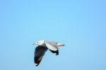 Seagull Is Flying In The Sky Stock Photo