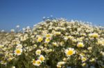 Crown Daisies In The Countryside Stock Photo