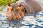 Hippopotamus Stock Photo