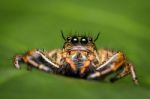 Macro Of Jumper Spider On Green Leaf Stock Photo