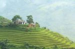 Rice Terraces Stock Photo