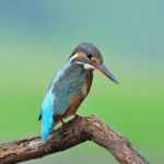 Female Common Kingfisher Stock Photo