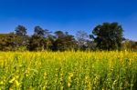 Indian Hemp Meadow Stock Photo