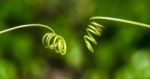 Spiral Climber Plant Stock Photo