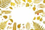 Frame From Yellow Leaves And Dry Leaves And Flower On White Background Stock Photo