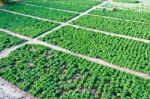 Chinese Cabbage  Garden Stock Photo