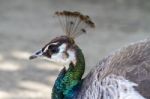 Female Peacock (pavo Cristatus) Stock Photo