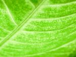 Detail Of Green Leaf Texture Background Stock Photo