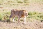 Lion  In Serengeti Stock Photo