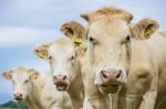 Three Brown Cows Looking At Camera Stock Photo