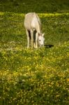 White Horse On A Landscape Field Of Yellow Flowers Stock Photo