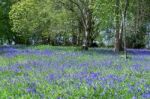 Bluebells In Full Bloom Stock Photo