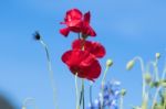 Red Poppy Stock Photo