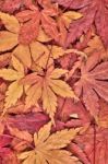 Red Maple Stock Photo