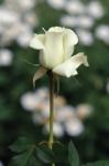 White Rose Stock Photo