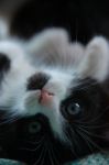 Lovely Little Black And White Kitty Stock Photo