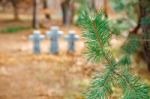 Pine Branch Closeup Stock Photo