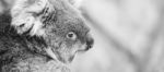 Koala In A Eucalyptus Tree. Black And White Stock Photo