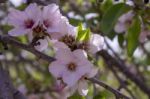 Grove Of Almond Trees In Israel Stock Photo