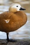 Ruddy Shelduck (tadorna Ferruginea) Stock Photo