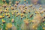 
Xyridaceae Full Bloom Yellow Fields. Look Naturally Beautiful Stock Photo