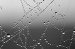 Spiderweb Stock Photo