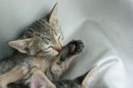 Adorable Funny Cute Kitten Cat Close Eye Lick Itself For Cleaning On White Grey Soft Cloth Bed At Home Stock Photo