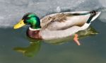 Beautiful Image Of A Mallard Swimming In Icy Lake Stock Photo