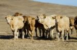 Brown Cows Stock Photo