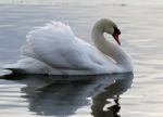 Beautiful Image With The Swan In The Lake On The Sunset Stock Photo