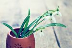 Bunch Of Snowdrop Flowers Stock Photo