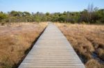 Wooden Path In Grass And Forest Winters Landscape Stock Photo