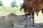 Two Cows Tease Snuggle Together In The Shade To Avoid Heat Of Th Stock Photo