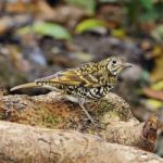 Scaly Thrush Stock Photo