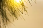 Abstract Soft Focus Close-up Photo Of Plant With Water Drops Stock Photo