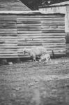 Sheep On The Farm During The Day Stock Photo