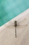 Beautiful Green Dragonfly On Swimming Pool Edge Stock Photo