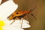 Beetle Bug (leptopalpus Rostratus) Stock Photo