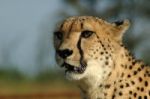 Cheetah Closeup In South Africa Stock Photo