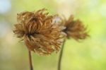 Dry Flower Stock Photo