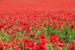 Carpet Of Poppies Stock Photo