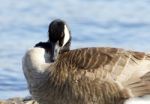 Beautiful Image With The Canada Goose Stock Photo