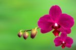 Orchid,spa Background Stock Photo